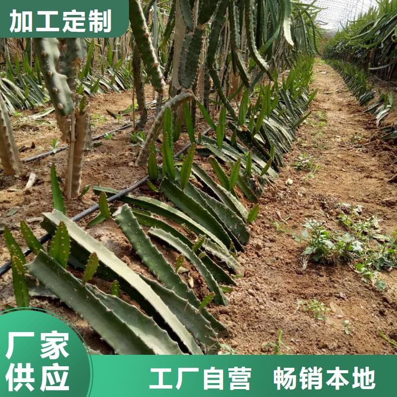 火龍果選購經(jīng)驗誠信經(jīng)營