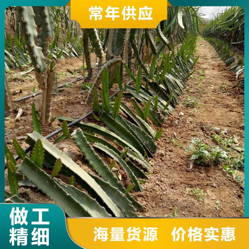 定制火龍果廠家現(xiàn)貨快速采購