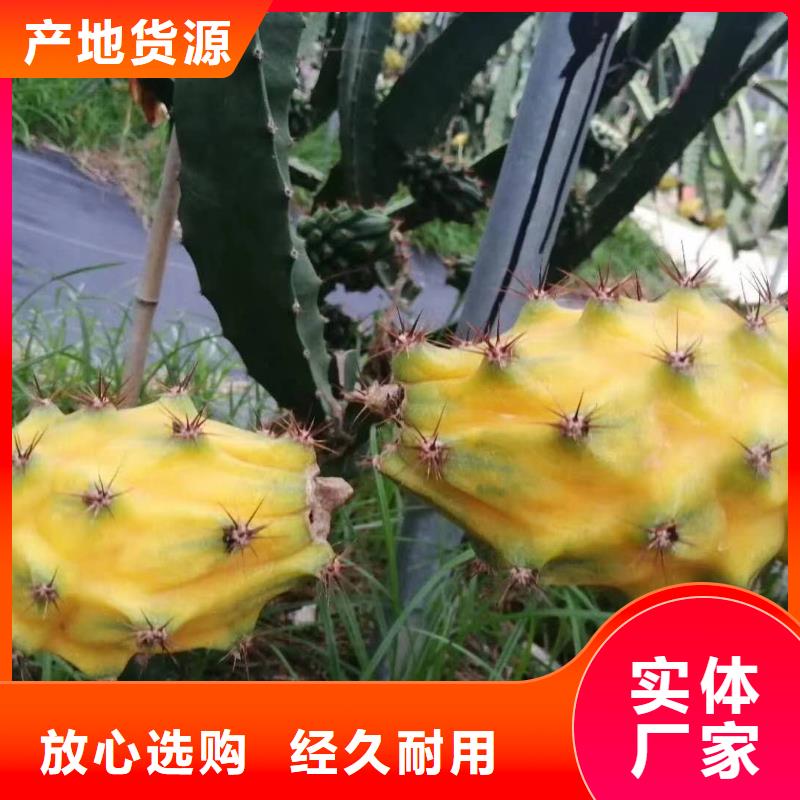【圖】火龍果價格