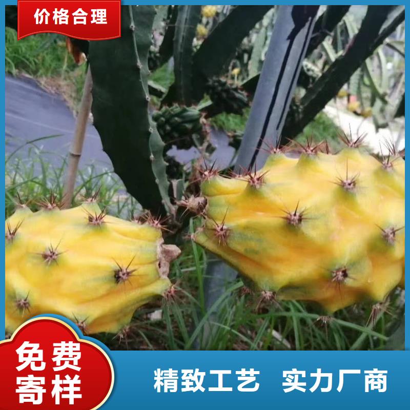 火龍果-一家專業(yè)的廠家同城供應(yīng)商