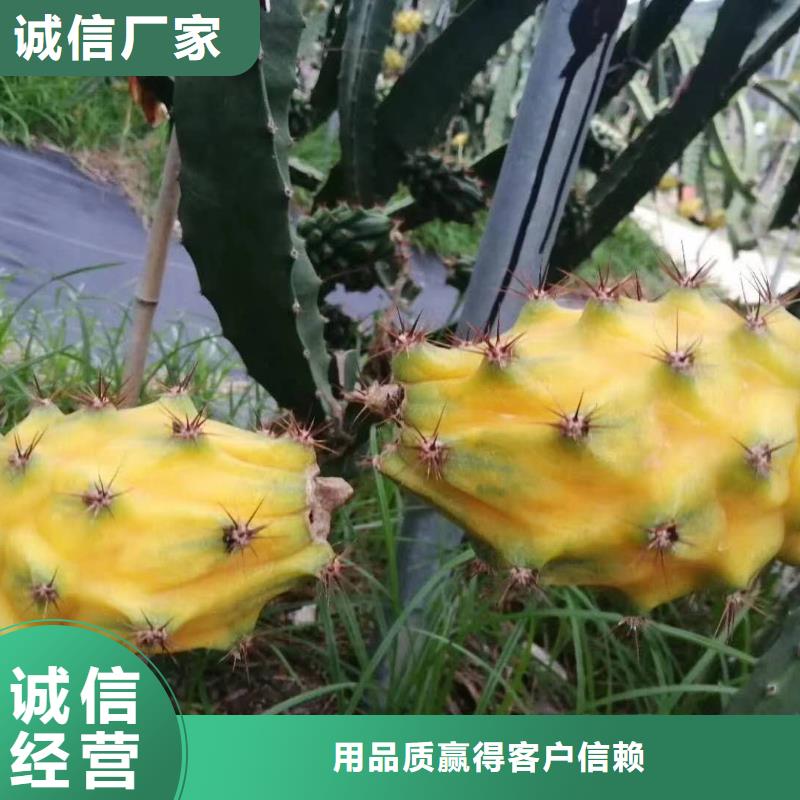 火龍果設計