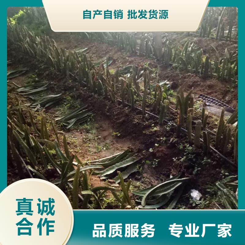 #火龍果#貨源充足同城公司