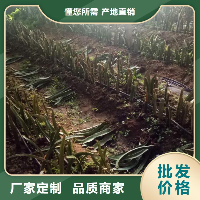 火龍果用途