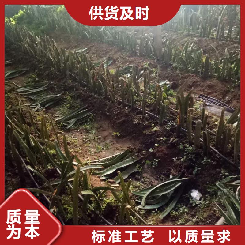 關(guān)于火龍果的小知識庫存豐富