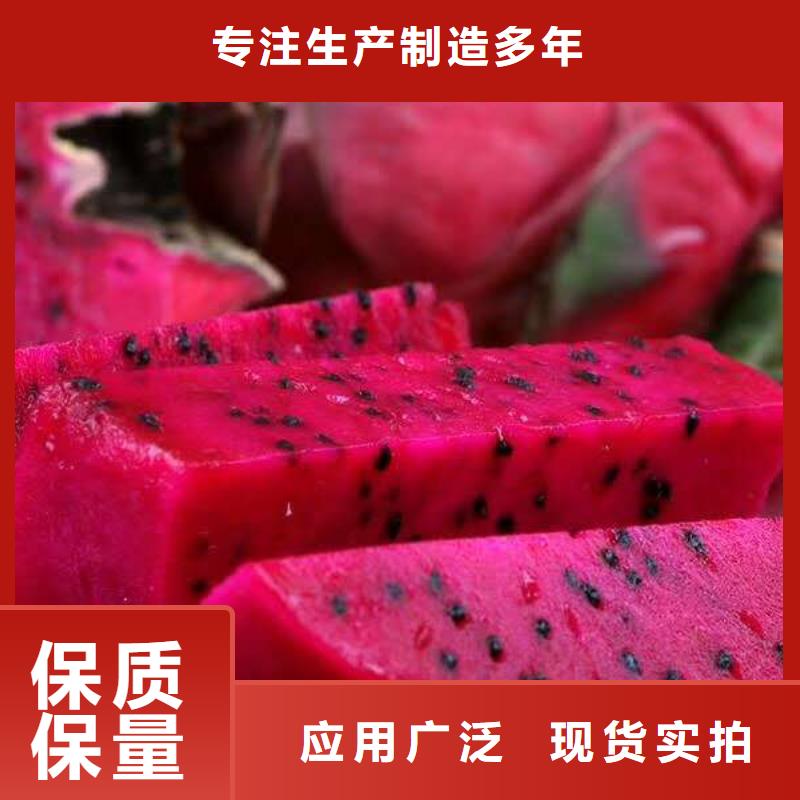 現(xiàn)貨供應(yīng)火龍果_精選廠家當(dāng)?shù)厣a(chǎn)廠家