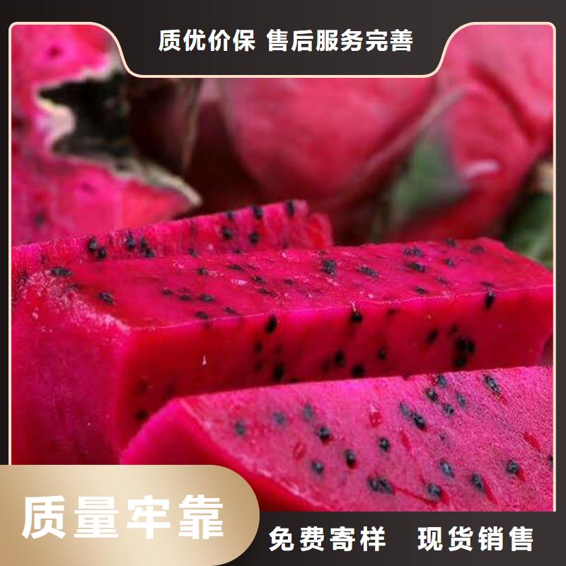 #火龍果#貨源充足