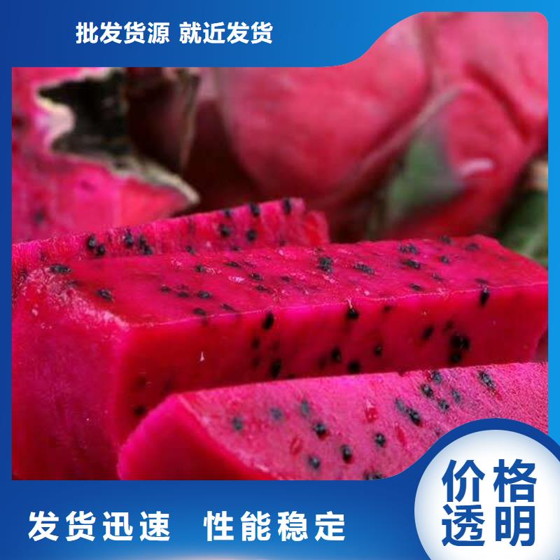 庫(kù)存充足的火龍果批發(fā)商廠家