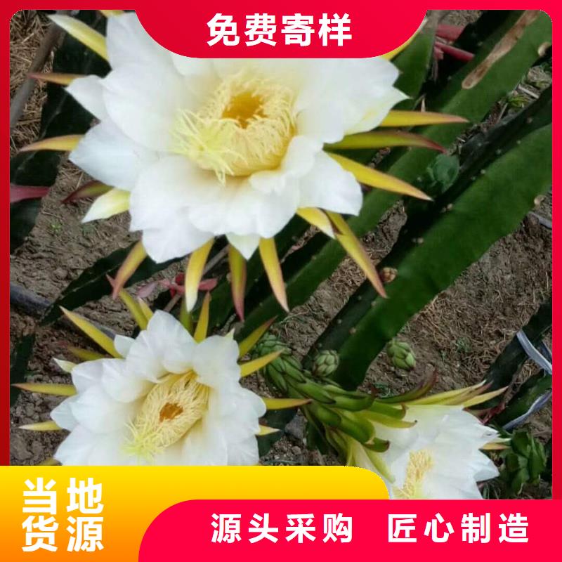 火龍果口碑