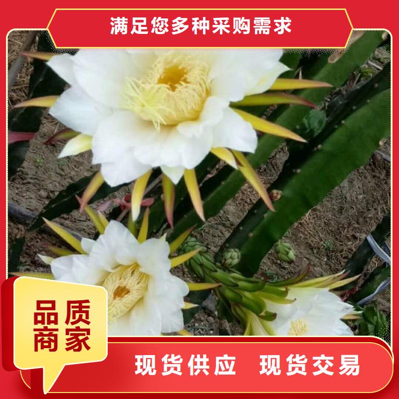 供應火龍果的銷售廠家
