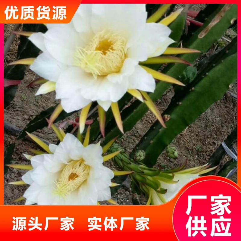 專業(yè)銷售火龍果-現(xiàn)貨供應(yīng)選擇我們選擇放心