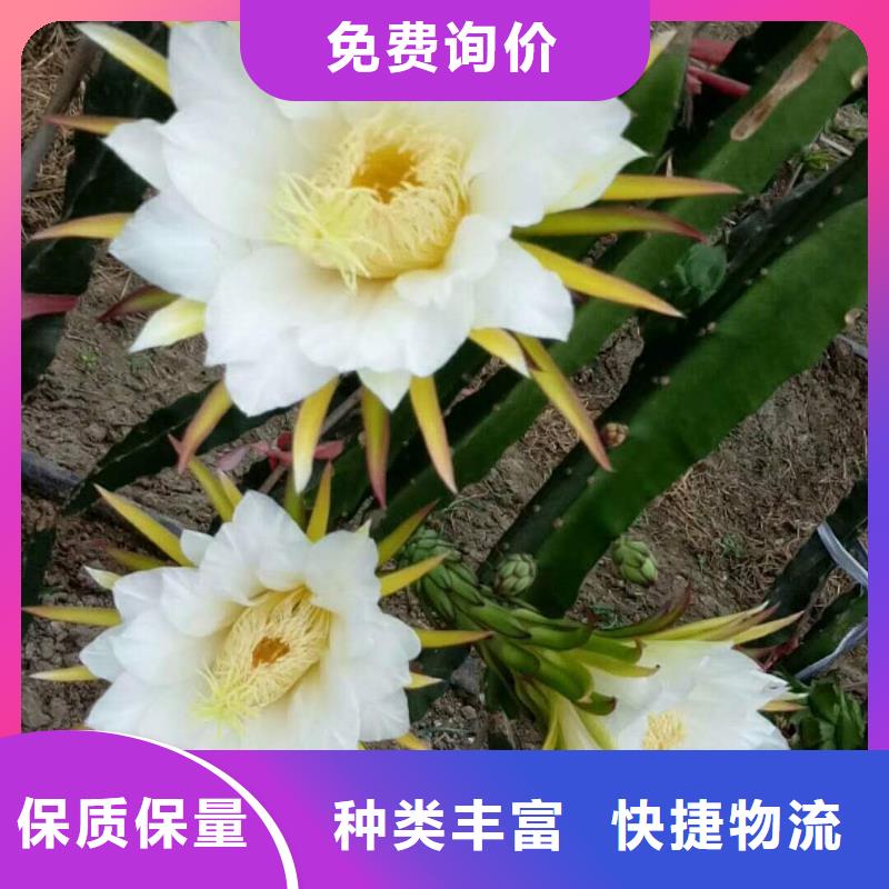 火龍果貨比三家再購(gòu)買(mǎi)自主研發(fā)