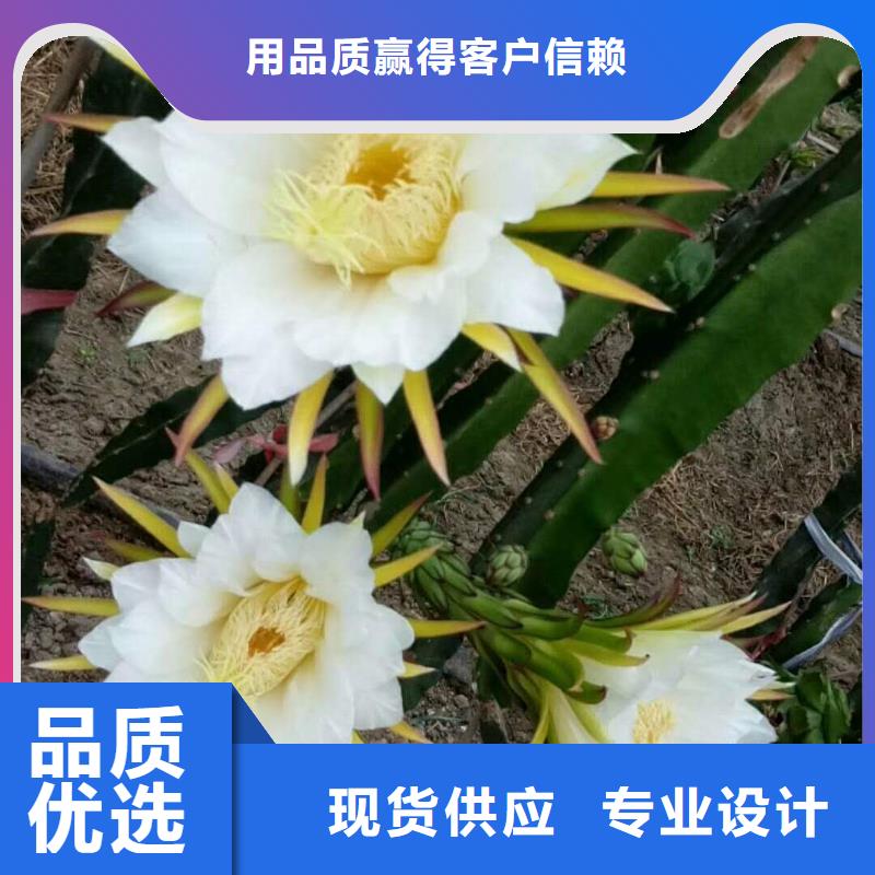 火龍果公司