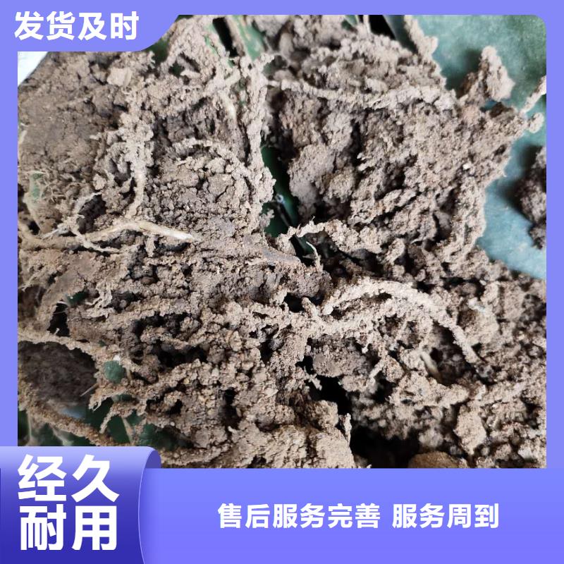 火龍果廠家供應(yīng)商