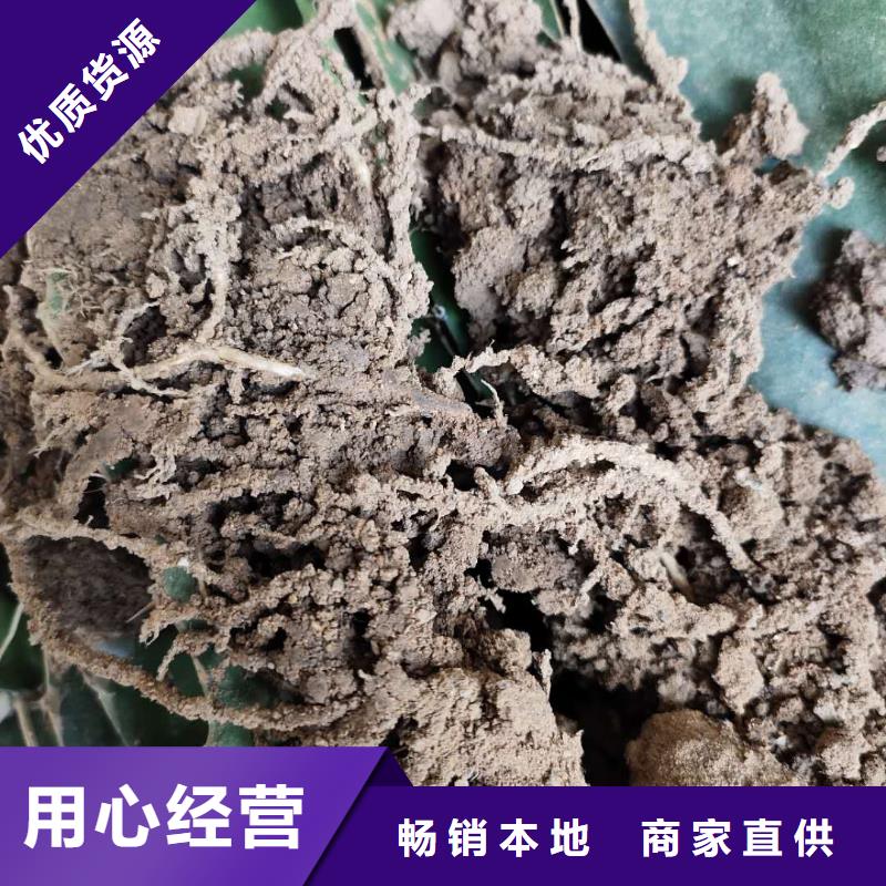 火龍果實(shí)體廠(chǎng)家