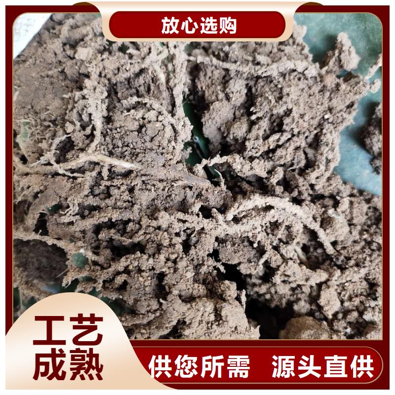 火龍果高品質(zhì)