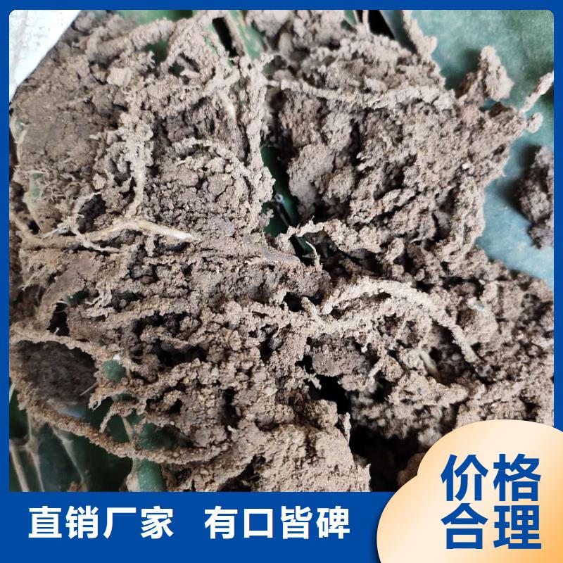 火龍果廠家_精益求精
