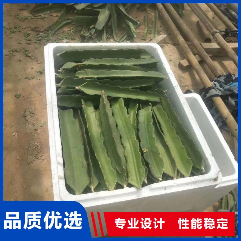 火龍果-點(diǎn)擊咨詢