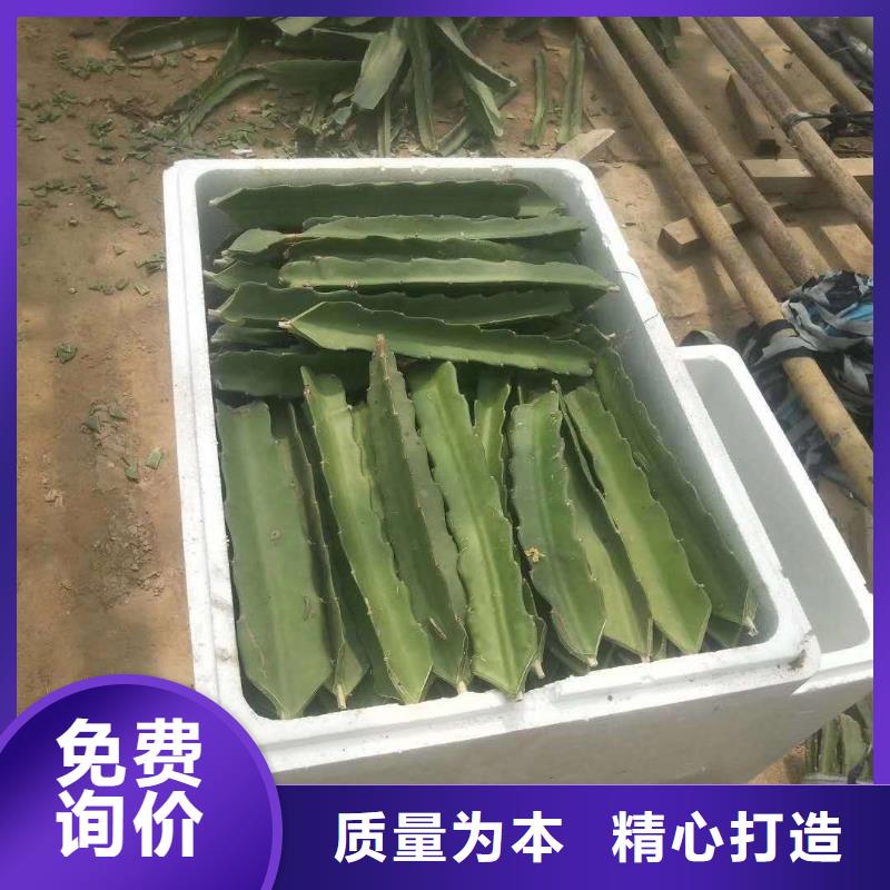火龍果本市配送