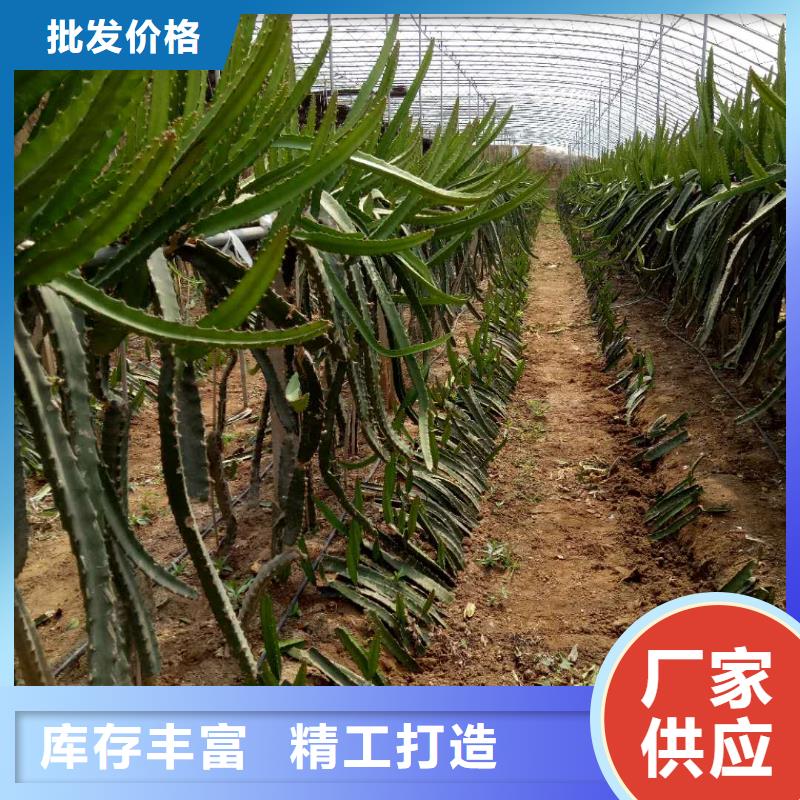 火龍果-物優(yōu)價(jià)廉物流配貨上門