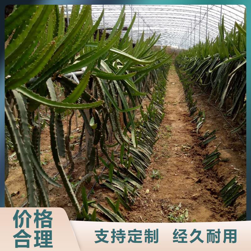 #火龍果#貨源充足