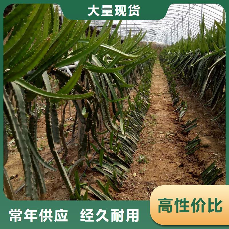 火龍果廠家-現(xiàn)貨充足