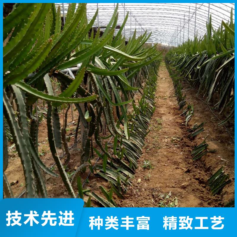 #火龍果#到廠參觀