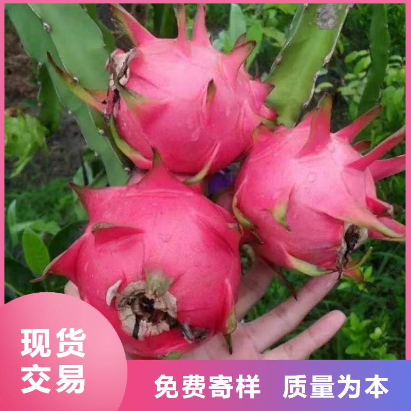 火龍果-我公司資質(zhì)齊全