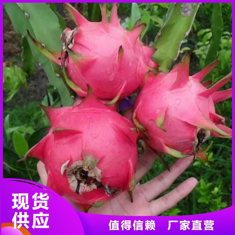 火龍果供貨速度快誠(chéng)信商家