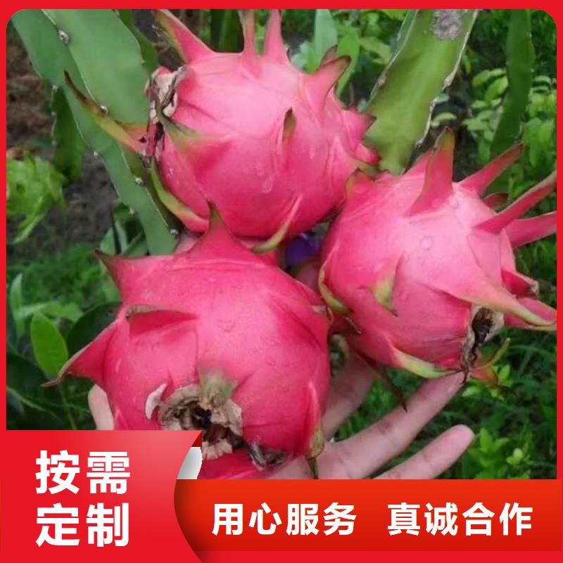 【圖】火龍果價格