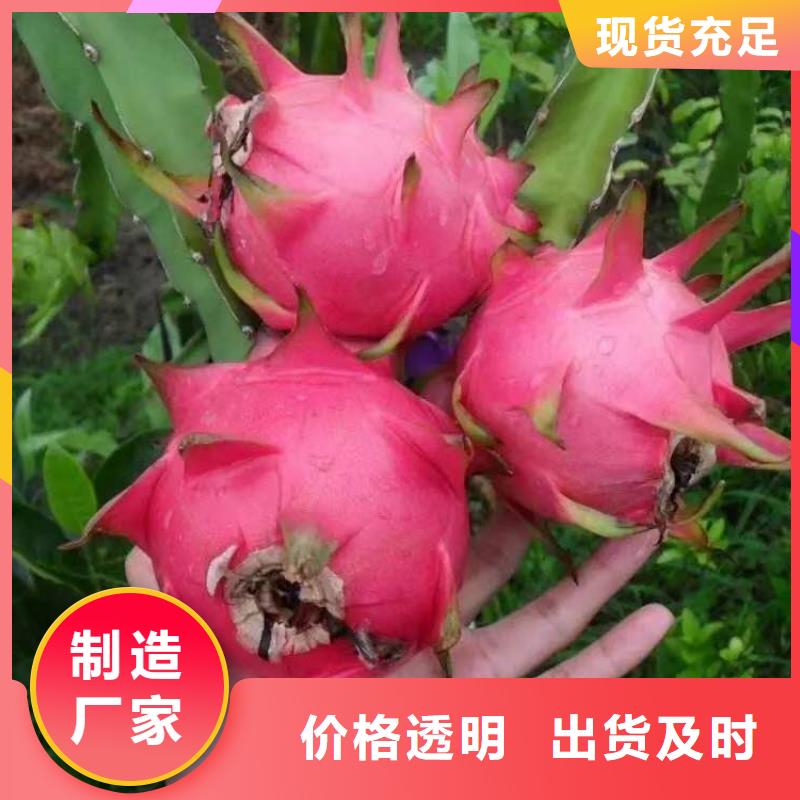 火龍果公司