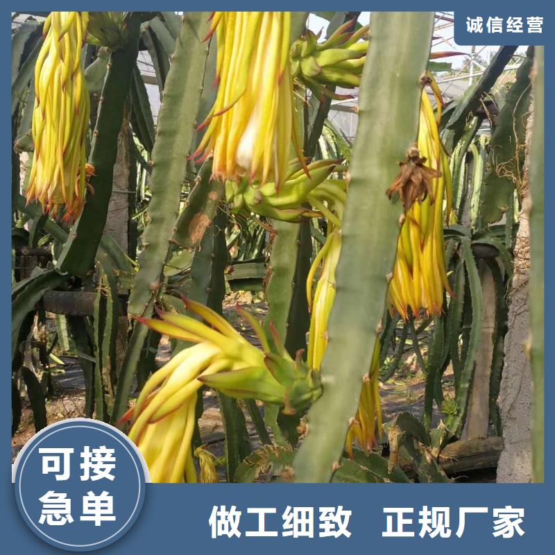 火龍果實體廠家