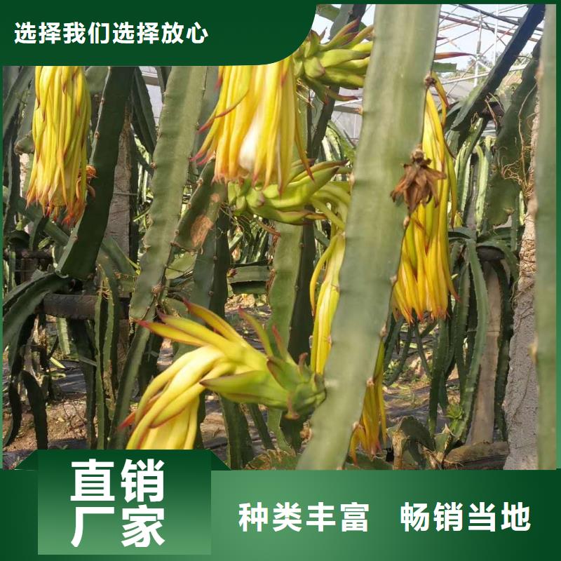 火龍果廠家長(zhǎng)期供應(yīng)