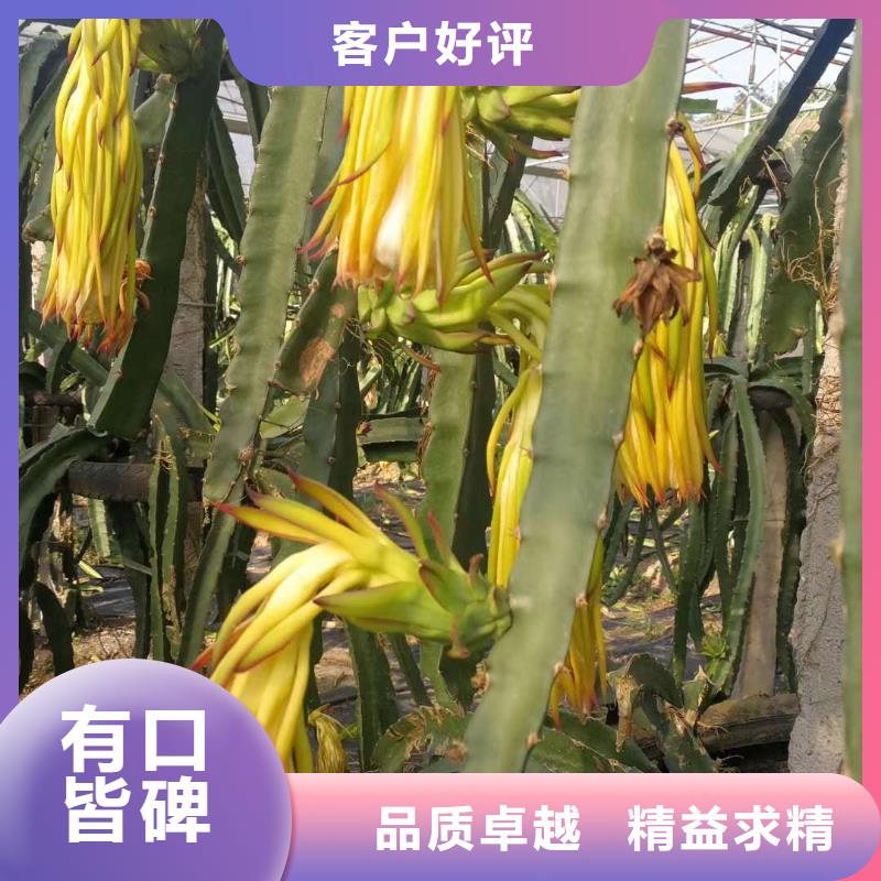 火龍果口碑