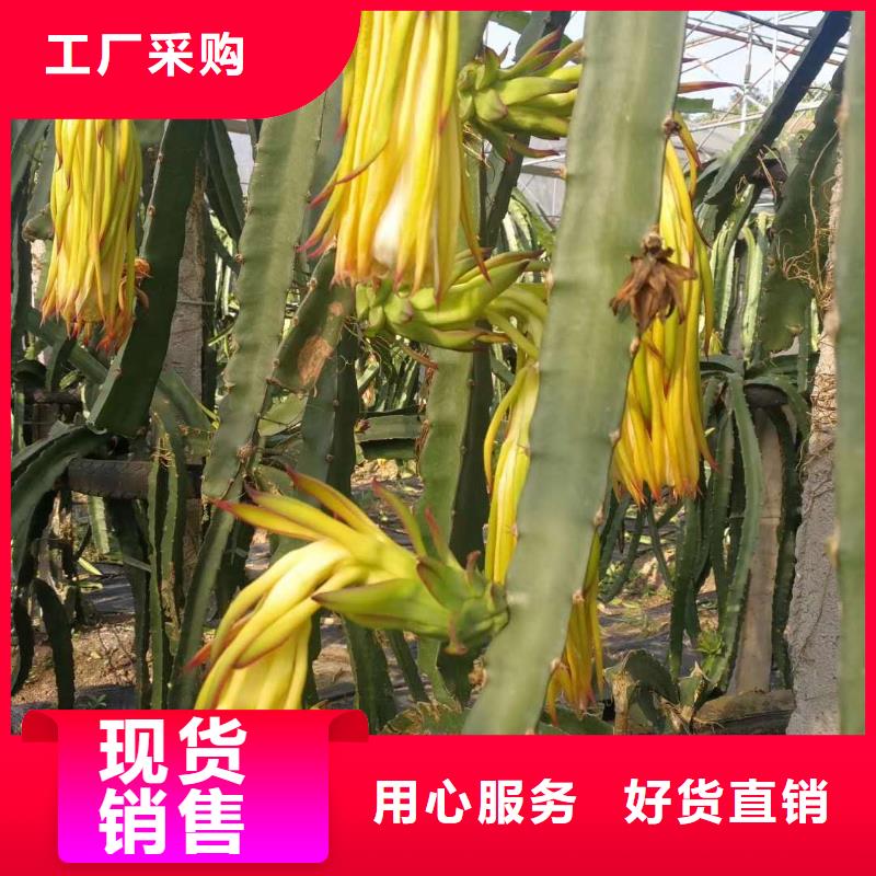 買火龍果必看-專業(yè)品質(zhì)本地廠家