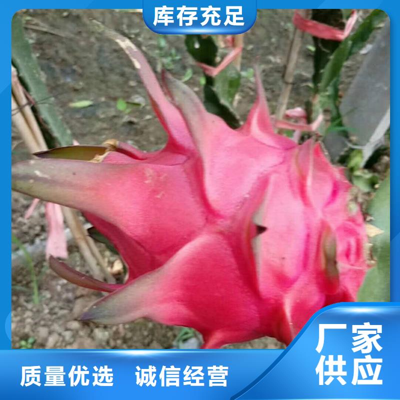 #火龍果#專業(yè)生產(chǎn)本地服務(wù)商