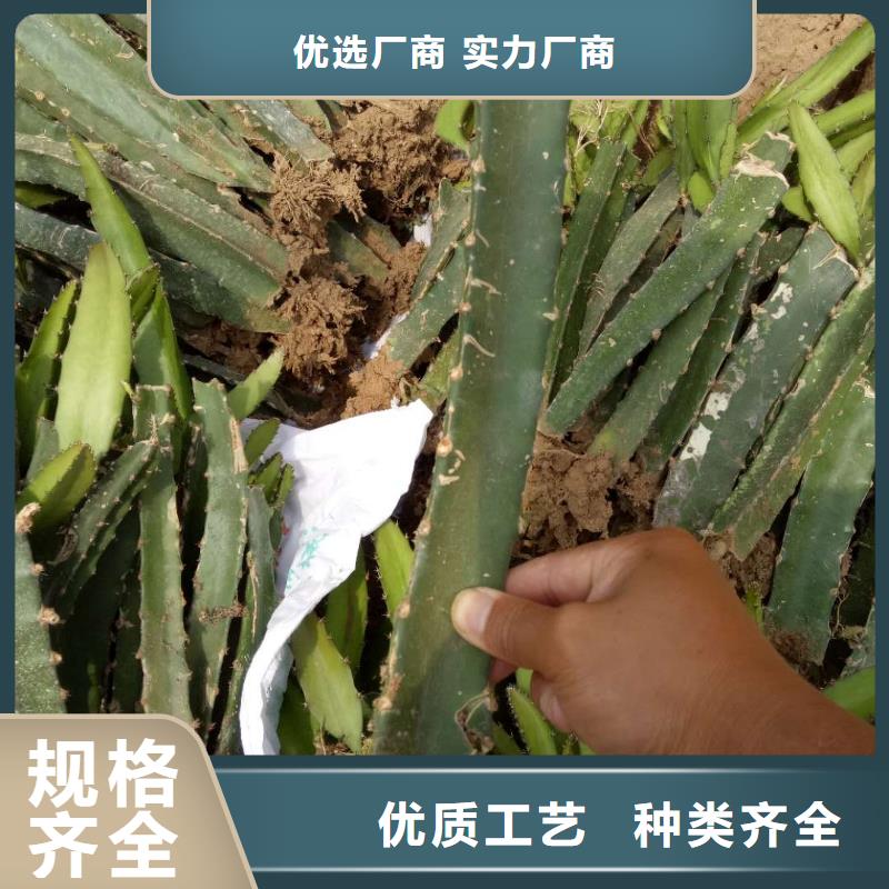 經(jīng)驗豐富的火龍果廠家同城生產(chǎn)廠家