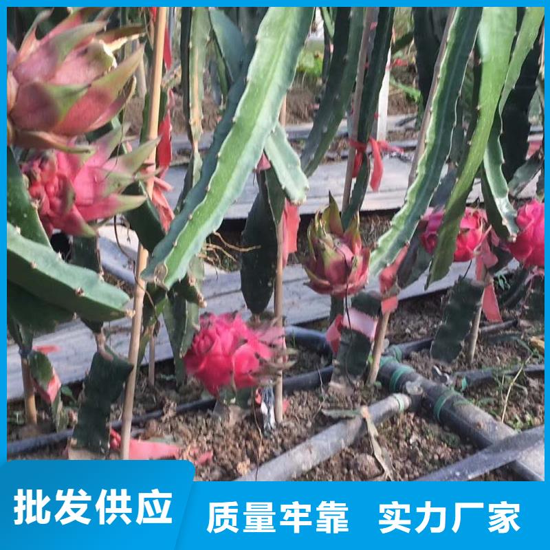 火龍果工藝精良當(dāng)?shù)厣a(chǎn)廠家