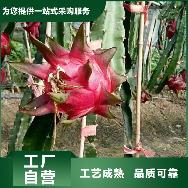 火龍果優(yōu)質(zhì)廠家滿足多種行業(yè)需求