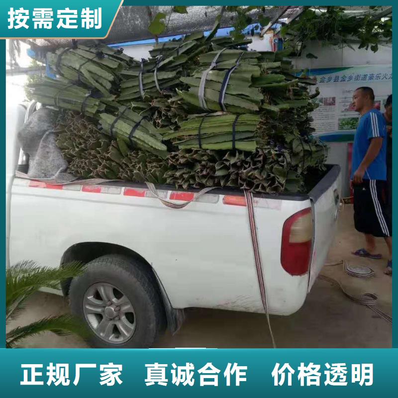 優(yōu)選：火龍果品牌廠家