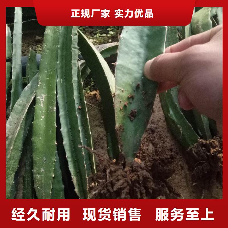 供應火龍果的銷售廠家