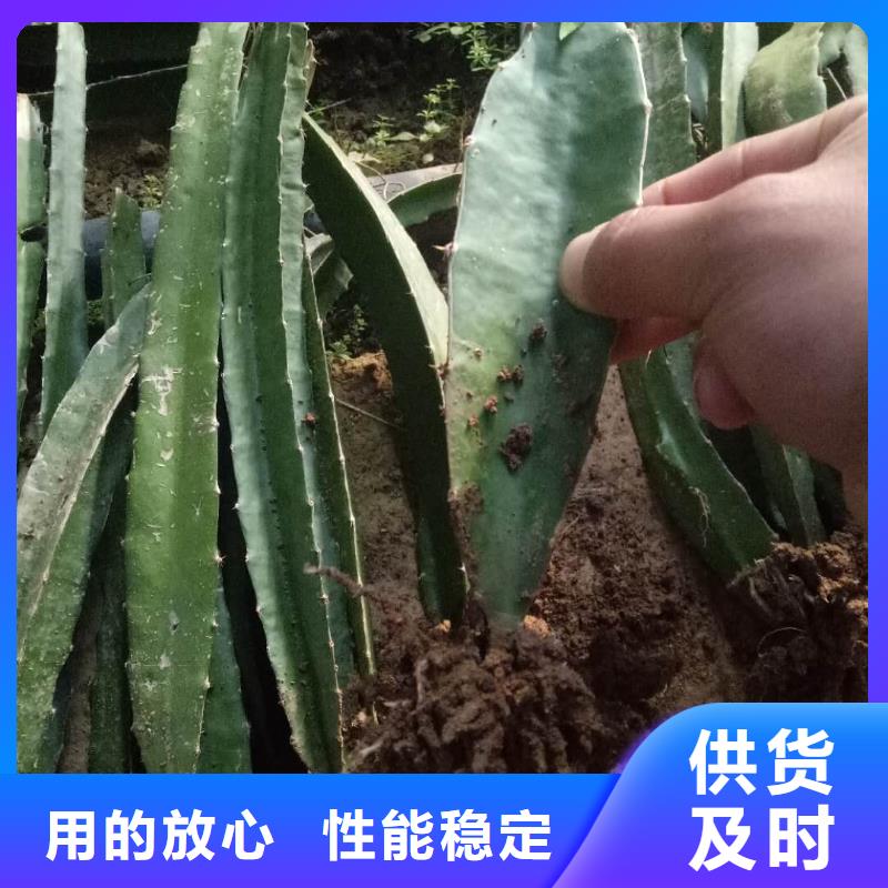 火龍果廠家批發(fā)價(jià)-讓您滿意當(dāng)?shù)貜S家
