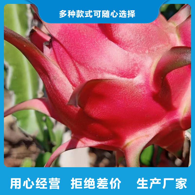 供應(yīng)批發(fā)火龍果-價(jià)格優(yōu)惠