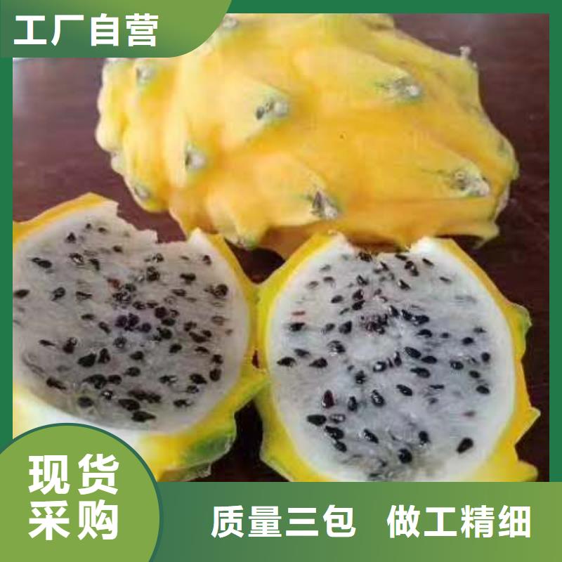 火龍果-火龍果歡迎您本地品牌