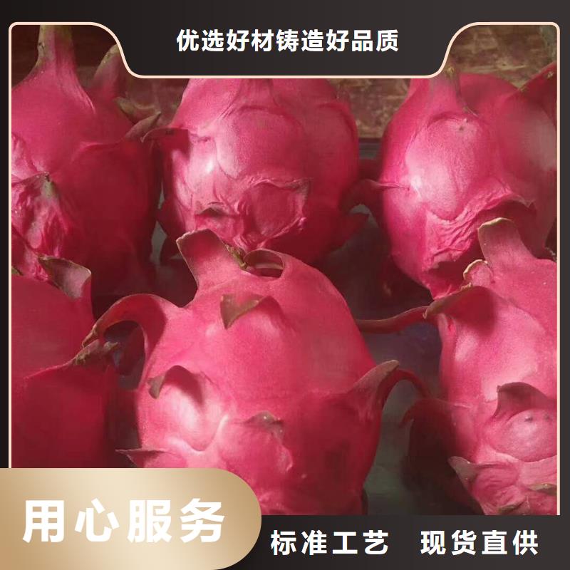 供應(yīng)批發(fā)火龍果-價(jià)格優(yōu)惠