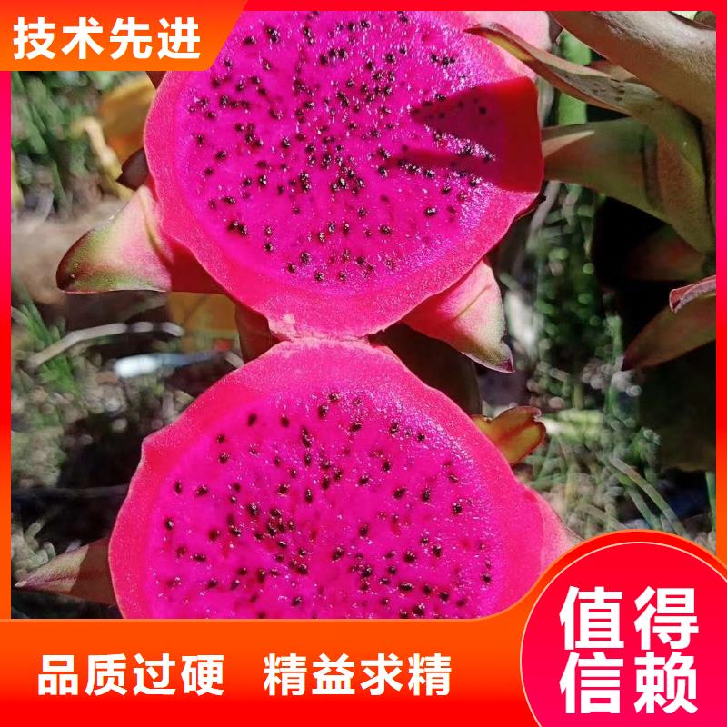 用戶認可的火龍果廠家