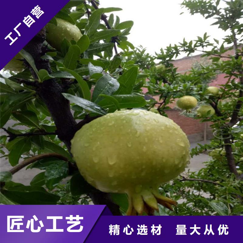 有現(xiàn)貨的石榴生產(chǎn)廠家