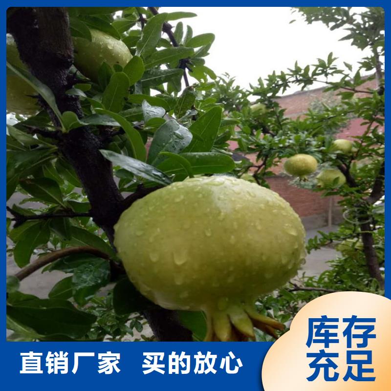 注重石榴質(zhì)量的生產(chǎn)廠家本地服務(wù)商