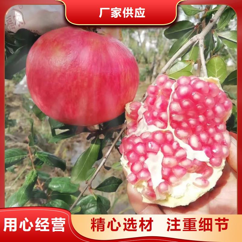石榴生產(chǎn)廠家 支持定制本地品牌