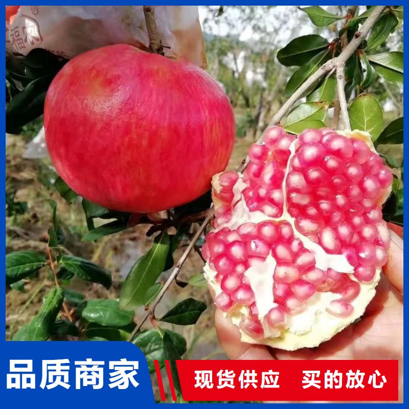 石榴-石榴本地廠家