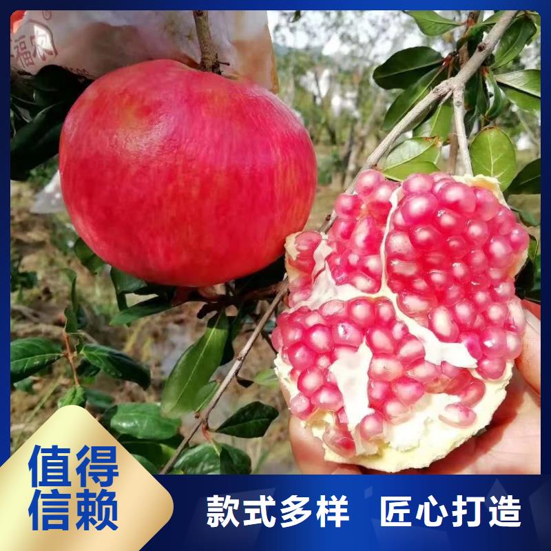 生產(chǎn)石榴的實(shí)力廠家